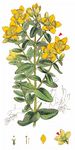 Geflecktes Johanniskraut - Hypericum maculatum Crantz 