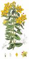 Imperforate St John's-Wort - Hypericum maculatum Crantz