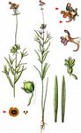 Acker-Leinkraut - Linaria arvensis (L.) Desf. 