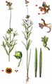 Corn Toadflax - Linaria arvensis (L.) Desf.