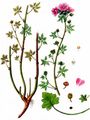 Musk-Mallow - Malva moschata L.