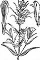 Common Cow-Wheat - Melampyrum pratense L.