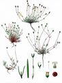 Steife Miere - Minuartia stricta (Sw.) Hiern