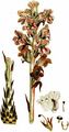 Bedstraw Broomrape - Orobanche caryophyllacea Sm.