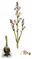 Hemp Broomrape - Phelipanche ramosa (L.) Pomel