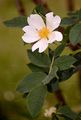 Round-Leaved Dog-Rose - Rosa corymbifera Borkh.