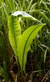 Fluß-Ampfer - Rumex hydrolapathum Huds.