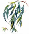 Babylon Willow - Salix babylonica L.