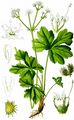 Sanicle - Sanicula europaea L.