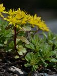 Kamtschatka-Asienfetthenne - Sedum kamtschaticum Fisch. 