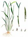 Rough Bristle-Grass - Setaria verticillata (L.) P. Beauv.