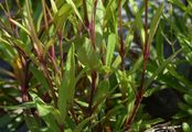 Kleines Leimkraut - Silene pusilla Waldst. & Kit.