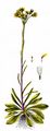 Steppen-Greiskraut - Tephroseris integrifolia (L.) Holub