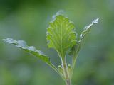 Edel-Gamander - Teucrium chamaedrys L.