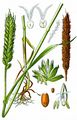 Bread Wheat - Triticum aestivum L.