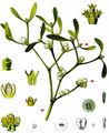 Mistletoe - Viscum album L.
