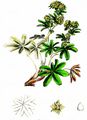 Limestone Alp Lady's Mantle - Alchemilla alpigena Hegi