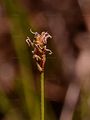 Zweihäusige Segge - Carex dioica L.
