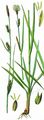 Distant Sedge - Carex distans L.