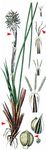 Erd-Segge - Carex humilis Leyss. 