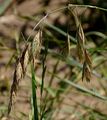 Rescue Brome - Ceratochloa cathartica (Vahl) Herter