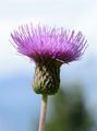 Melancholy Thistle - Cirsium heterophyllum (L.) Hill
