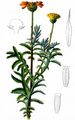 Yellow Chamomile - Cota tinctoria (L.) J. Gay
