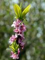Gewöhnlicher Seidelbast - Daphne mezereum L.