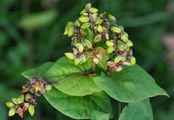 Green Buckwheat - Fagopyrum tataricum (L.) Gaertn.