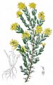 Deutscher Ginster - Genista germanica L.
