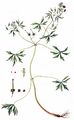Schlitzblättriger Storchschnabel - Geranium dissectum L.