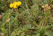 Gewöhnlicher Hufeisenklee - Hippocrepis comosa L.