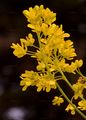 Woad - Isatis tinctoria L.