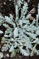 Krainer Greiskraut - Jacobaea incana (L.) Veldkamp