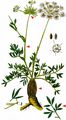 Sermountain - Laserpitium siler L.