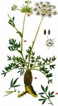 Berg-Laserkraut - Laserpitium siler L. 