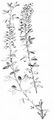 Black Broom - Lembotropis nigricans (L.) Griseb.