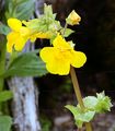 Blood-Drop-Emlets - Mimulus guttatus DC.