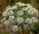Berg-Haarstrang - Peucedanum oreoselinum (L.) Moench