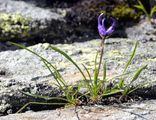 Grasblättrige Teufelskralle - Phyteuma hemisphaericum L.