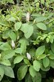 Indian Pokeweed - Phytolacca acinosa Roxb.