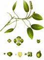 Broad-Leaved Pondweed - Potamogeton natans L.