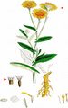 Common Fleabane - Pulicaria dysenterica (L.) Bernh.