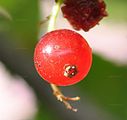 Red Currant - Ribes rubrum L.