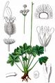 Sanicle - Sanicula europaea L.