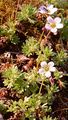 Moschus-Steinbrech - Saxifraga moschata Wulfen