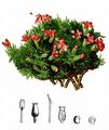 Moss Campion - Silene acaulis (L.) Jacq.