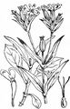 Acker-Lichtnelke - Silene noctiflora L.