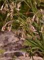 Nottingham Catchfly - Silene nutans L.