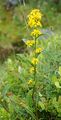 Gewöhnliche Goldrute - Solidago virgaurea L.